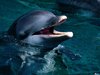 Пополавать с дельфинами