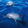 Поплавать с дельфинами (хотя бы в дельфинарии)