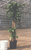 дерево в горшке