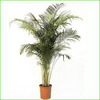большое тропическое домашнее растение,пальма