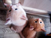котят: белую Ванильку и рыжую Корицу