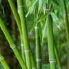 В бамбуковый лес у озера