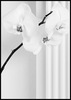 белые орхидеи (растения)