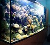 большой аквариум с рыбками (в новую квартиру)