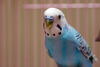Голубенького волнистого попугайчика