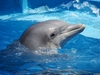 Хочу в дельфинарий!!!