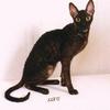 Кошку породы cornish rex