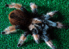 Brachypelma emilia