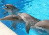 Плавать с Дельфинами