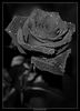 Черная Роза