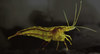 Freshwater Aquarium Shrimp