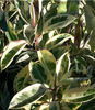 ficus elastica Doescheri