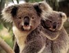 плюшевая коала