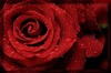 серьги в виде красных роз