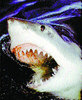 зуб акулий на веревочке