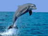 Поплавать с дельфином