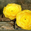 Yummy yellow hairclips