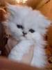 Персидский котёнок, наверно мальчик,светленький