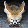 fennec fox