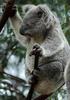 погладить медвежонка-коалу