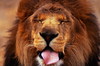 Постер из Икеа со львами