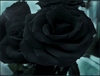 Черную розу