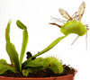 венерина мухоловка (Dionaea muscipula)