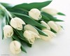 белые тюльпаны^^