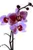 букет из орхидей