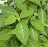 Salvia Divinorum