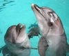 плаванье с дельфинами
