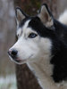 Собака Сибирская хаска или Аляскинский маламут