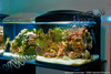 морской мини-аквариум с 3-мя Немо