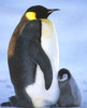 Увидеть живого пингвина