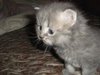 Котёнка