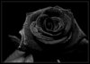 Живая черная роза