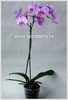Орхидея в горшке (Фаленоспис)