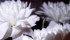 белые хризантемы