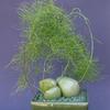 Bowiea volubilis - комнатное растение