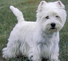 West Highland White Terrier