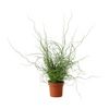 Юнкус Juncus Spiralis