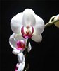 orchid&#233;e