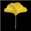 Ginkgo