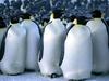 коллекция пингвинов