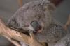 обнять спящюю коалу