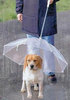 зонт для собак, прозрачный