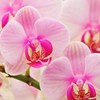 Розовые Орхидеи