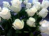 Огромный букет белых роз от Саши)))))