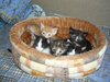котенок серый или рыжий