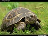 сухопутная черепаха